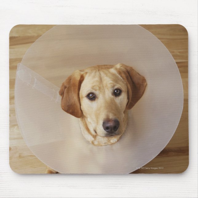 Labrador retriever with cone around his neck mouse mat (Front)