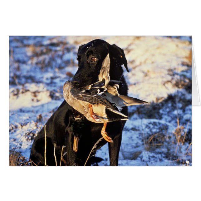 Labrador Retriever with Drake Mallard (Front Horizontal)