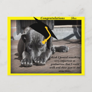 Labrador Retriever  yellow Congratulation hats Postcard