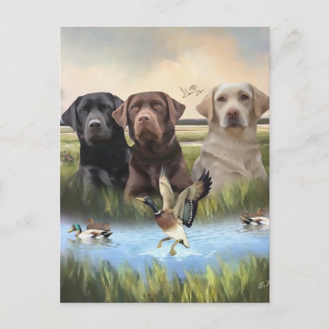 Labrador Retrievers, (Hunting dogs)  Postcard (Front)