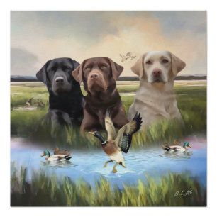 Labrador Retrievers, (Hunting dogs)  Poster