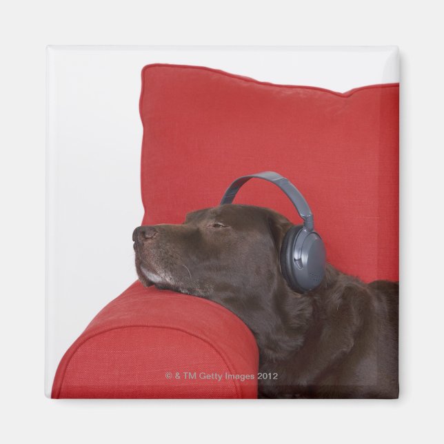 Labrador wearing headphones lying on sofa magnet (Front)