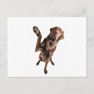 Labrador with a Big High Five Postcard