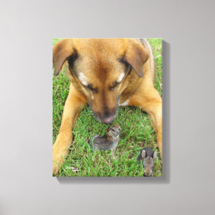 Labrador with rabbits Canvas Print