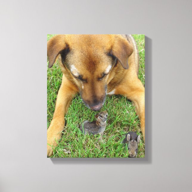 Labrador with rabbits Canvas Print (Front)