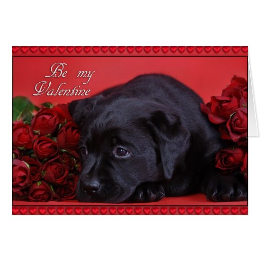 Image of Labrador with roses