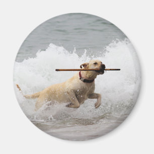 Labrador - Yellow - Go Fetch! Magnet