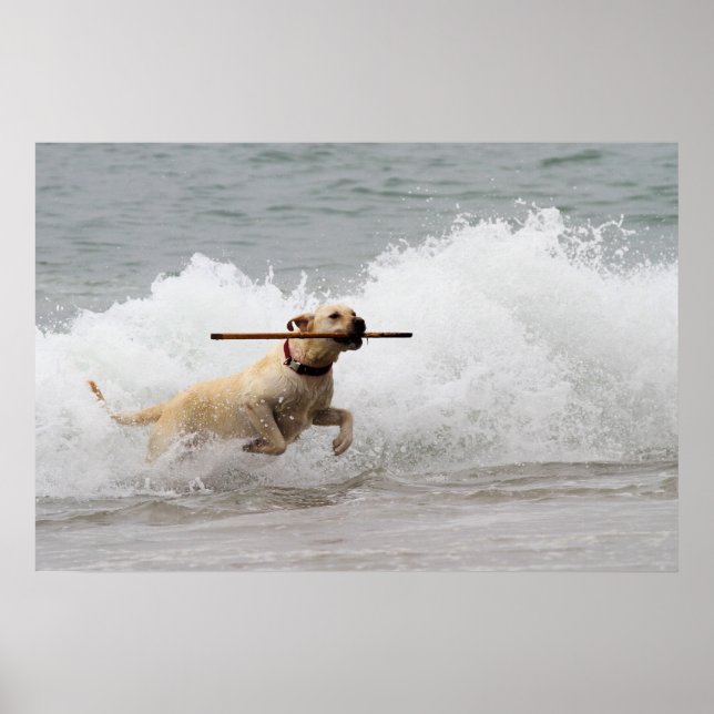 Labrador - Yellow - Go Fetch! Poster (Front)