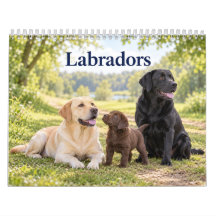Labradors and Labrador Puppies