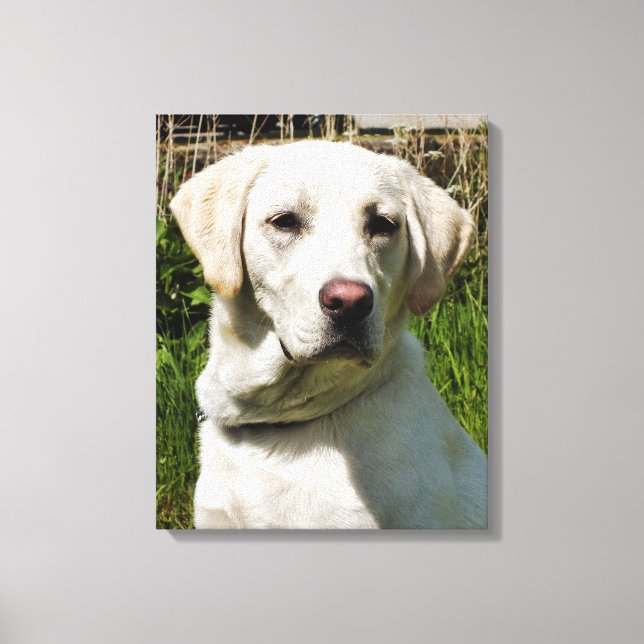 LABRADORS CANVAS PRINT (Front)