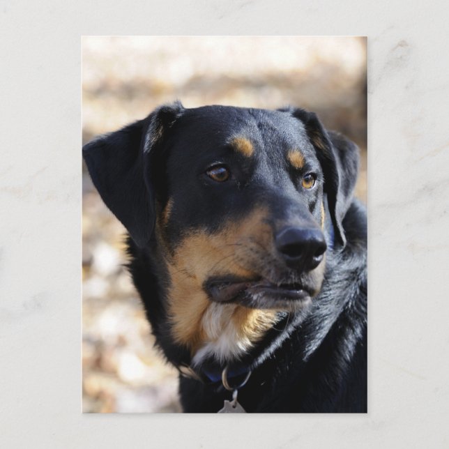 Labrottie (Labrador Rottweiler mix) Postcard (Front)