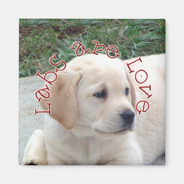 Labs are Love Magnet (Front)