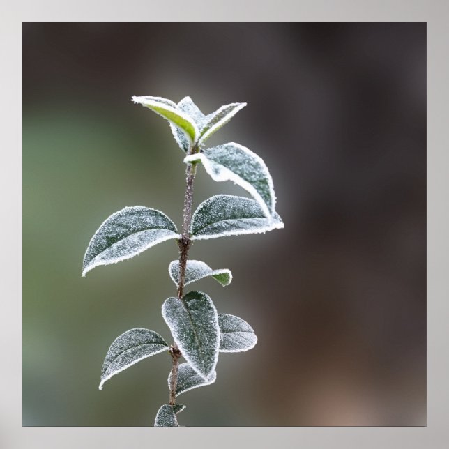 lace on leaves poster (Front)
