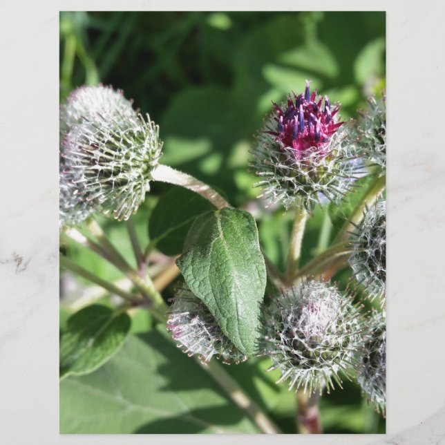 lace over thistle (Front)