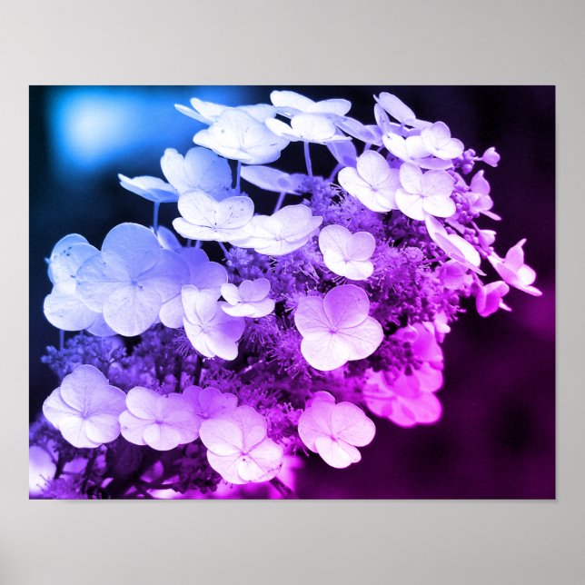 Lacecap Hydrangea Black And White Colour Tint Poster (Front)