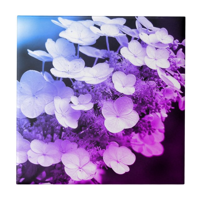 Lacecap Hydrangea Black And White Colour Tint  Tile (Front)
