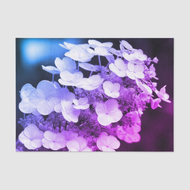 Lacecap Hydrangea Black And White Tint Decoupage Tissue Paper (Front)