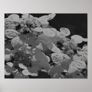 Lacecap Hydrangea Flower Black And White  Poster