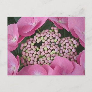 Lacecap Hydrangea Postcard