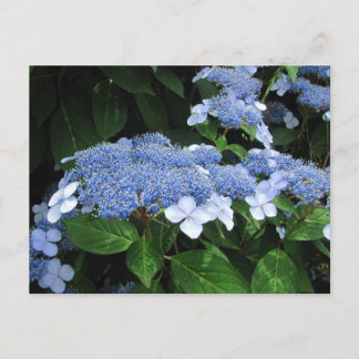 Lacecap Hydrangea ~ postcard