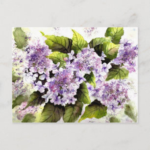 Lacecap Hydrangeas Postcard