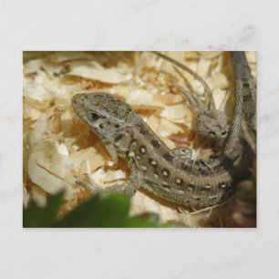 Lacerta agilis postcard