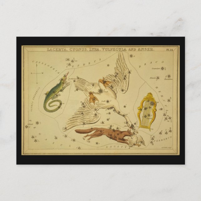 Lacerta, Cygnus, Lyra, Vulpecula and Anser Postcard (Front)