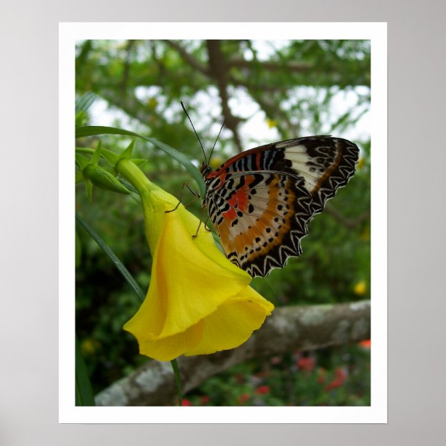 Lacewing Butterfly Poster (Front)