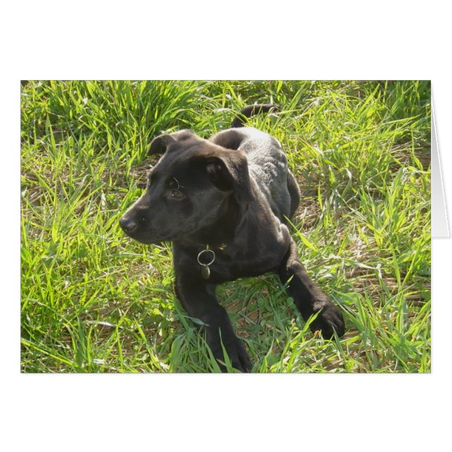 Lacquer Black German Shepherd (Front Horizontal)