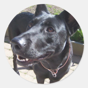 Lacquer Black German Shepherd Classic Round Sticker