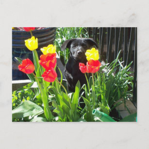 Lacquer Black German Shepherd Puppy Postcard