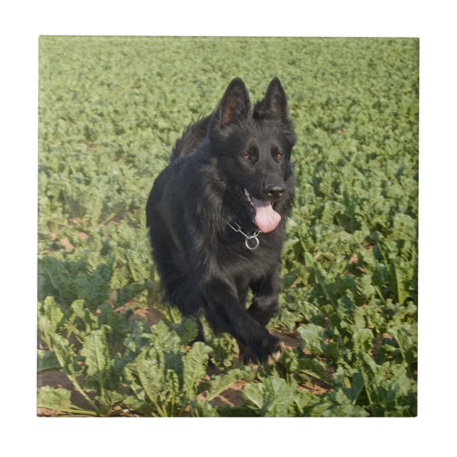 Lacquer Black German Shepherd Tile (Front)