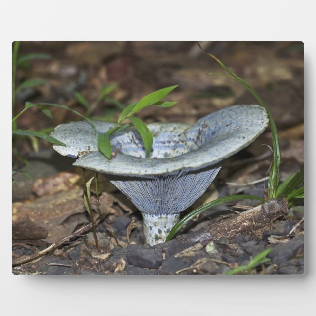 Lactarius indigo Blue Mushroom Plaque (Front)