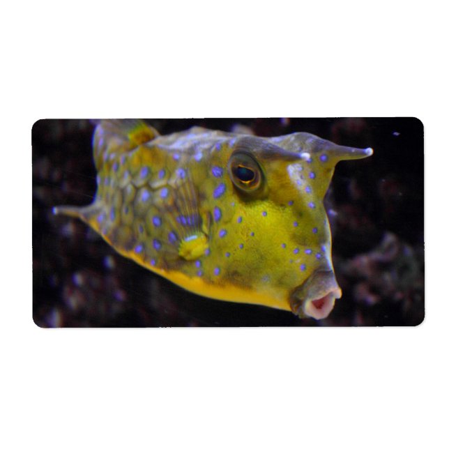 Lactoria cornuta (Front)