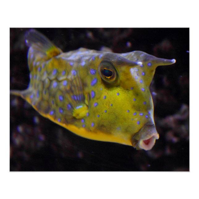 Lactoria cornuta poster (Front)