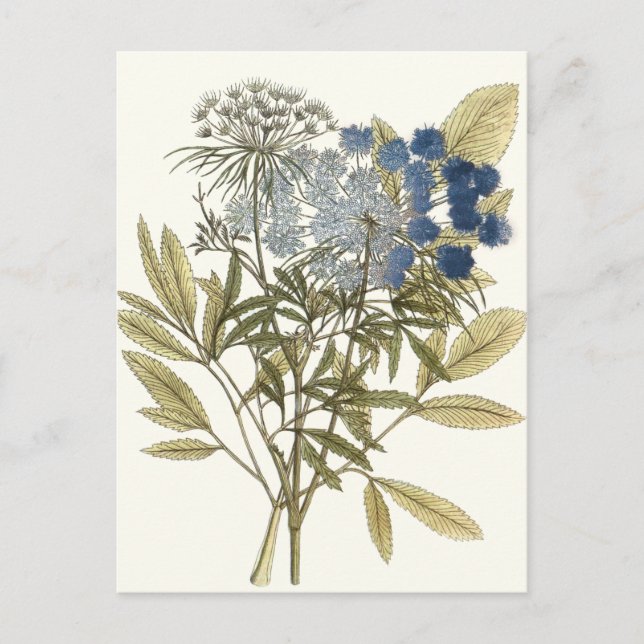 Lacy Leaves - Flowers and Greenery Postcard (Front)