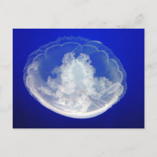Lacy Moon Postcard