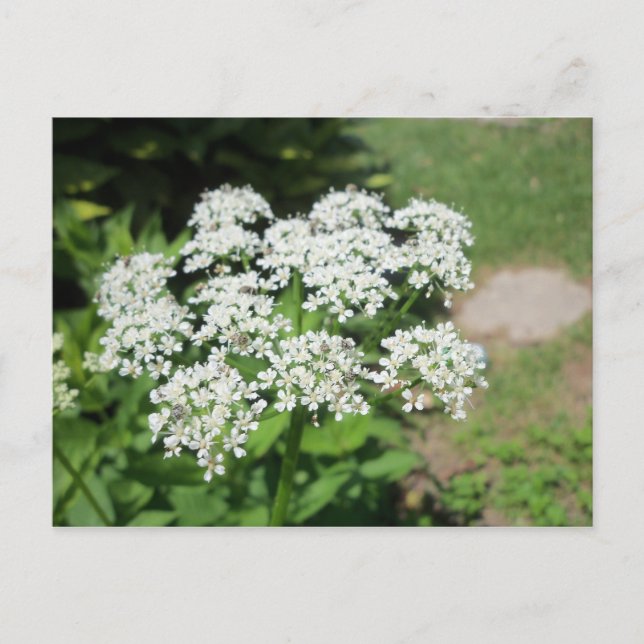 Lacy White Flower Postcard (Front)