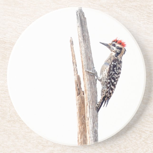 Ladder-Backed Woodpecker Coaster (Front)