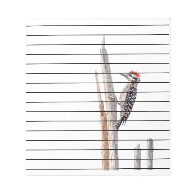 Ladder-Backed Woodpecker Notepad (Front)