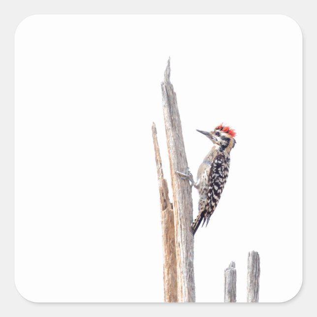 Ladder-Backed Woodpecker Square Sticker (Front)