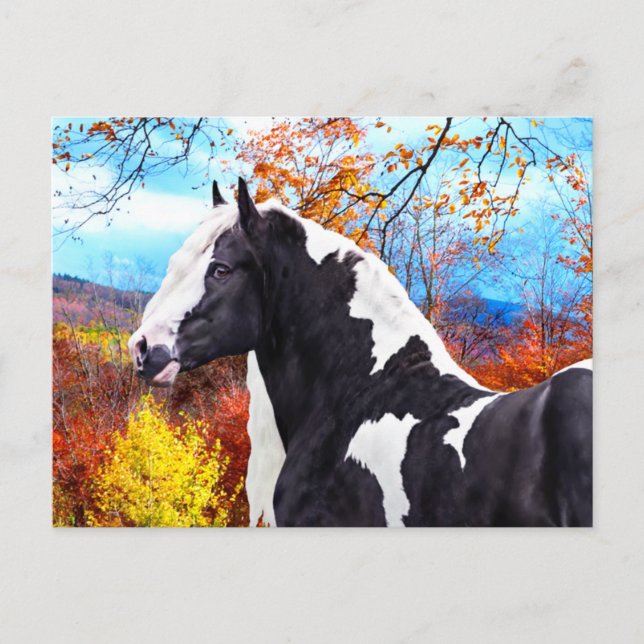 "Laddie"  Postcard (Front)