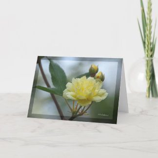 Lady Banks Rosea Card