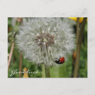 lady beetle - ladybird on dandelion postcard