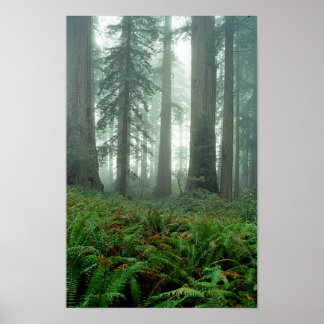 Lady Bird Johnson Grove Poster