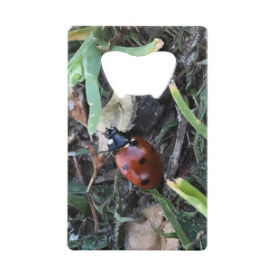 Lady Bug