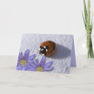 Lady bug greetings card