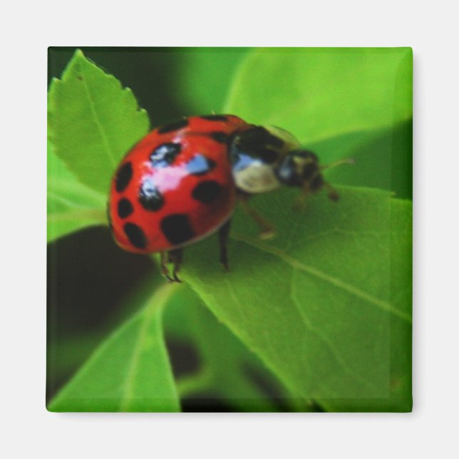 lady bug magnet (Front)