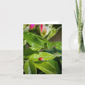 Lady bug on a leaf greeting card