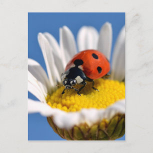 Lady bug on daisy postcard